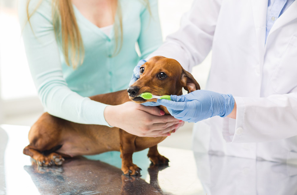Morgan Pet Clinic - Pet Dental Care