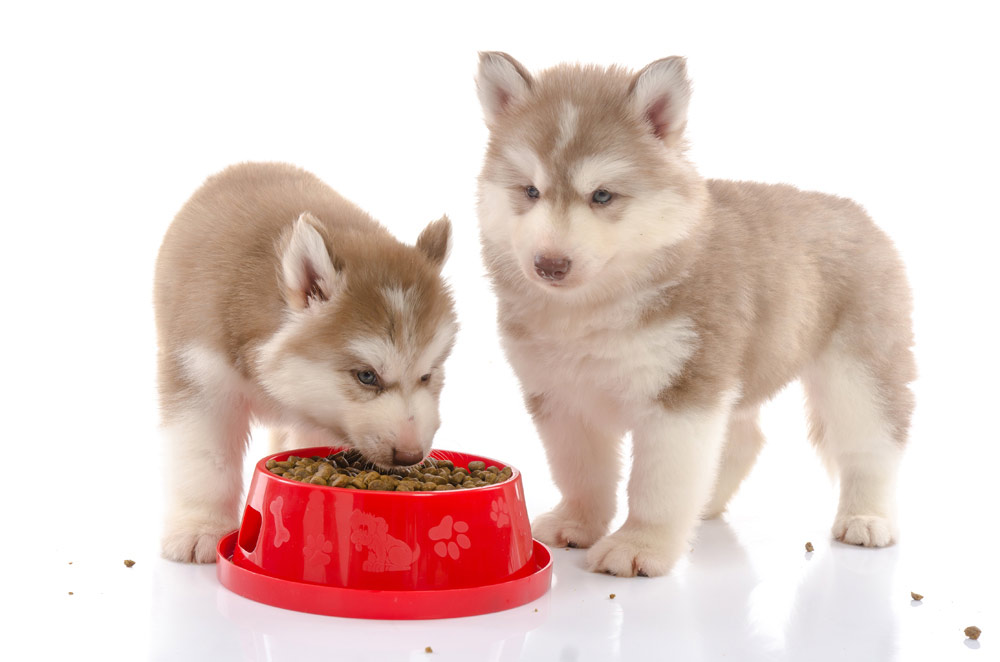 New Puppy Care | Morgan Pet Clinic | Veterinarian In Omaha, NE